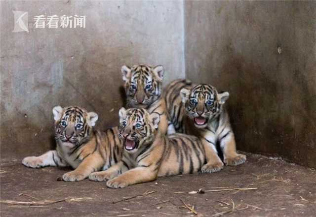 《深圳市氫氣供應鏈及未來綠氫產業發展研究報告》發布