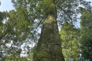 幻想生物題材雕塑作品《起源-盛》