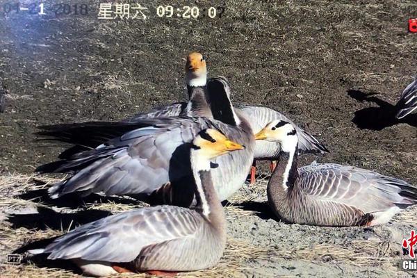 國家電網(wǎng)董事長辛保安與哈電集團(tuán)董事長曹志安會談