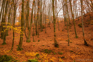 1.115億元!羅博特科再簽光伏設備重大銷售合同