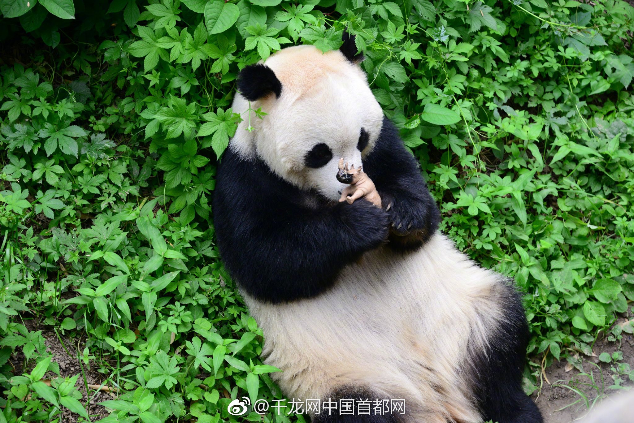 國(guó)網(wǎng)公示2020年配網(wǎng)絕緣子供應(yīng)商資質(zhì)能力信息核實(shí)
