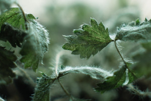 愛優(yōu)騰B站均上線老友記 均稱全網首播