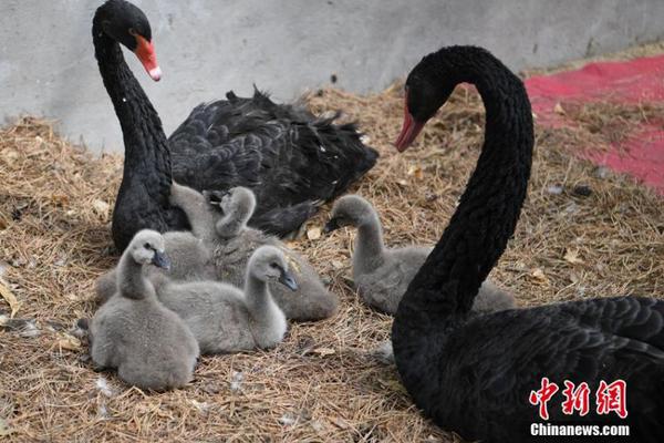 石油公司如何玩轉氫能？
