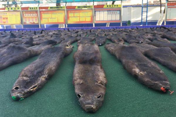 河北張家口：到“十四五”末 預計可再生能源總接入能力突破4000萬千瓦