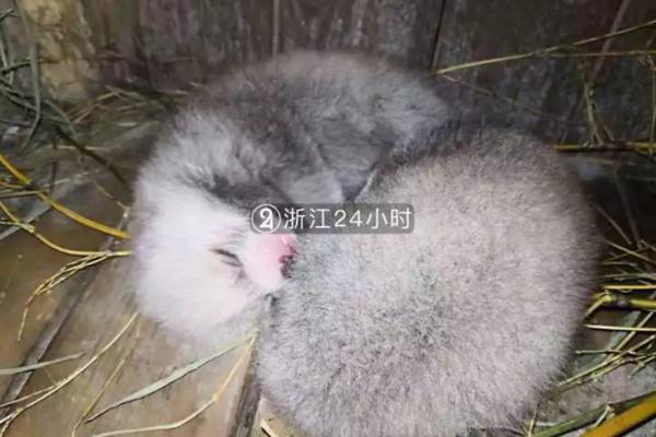 沃爾沃宣布推出世界首輛零排放氫燃料電池鉸接式運輸車原型