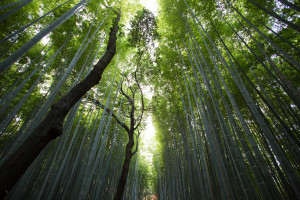 北京新立村110千伏輸變電工程項目核準獲批