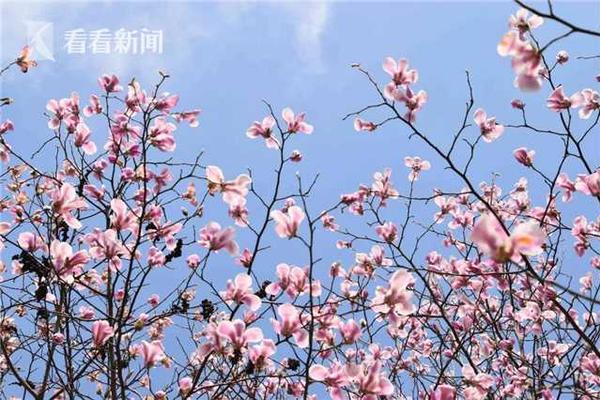 印度財政部要求小米追繳稅款 8800 萬美元，后續可能會如何發展？