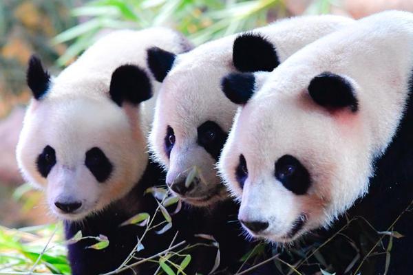 國(guó)網(wǎng)北京電力實(shí)現(xiàn)線纜類物資無(wú)人化裝卸